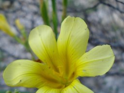 Moraea ochroleuca colours and words